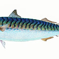 Mackerel 