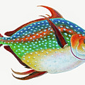 Opah
