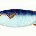Truncated Sun Fish